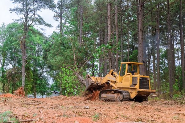 Trees Clearing in Alpharetta