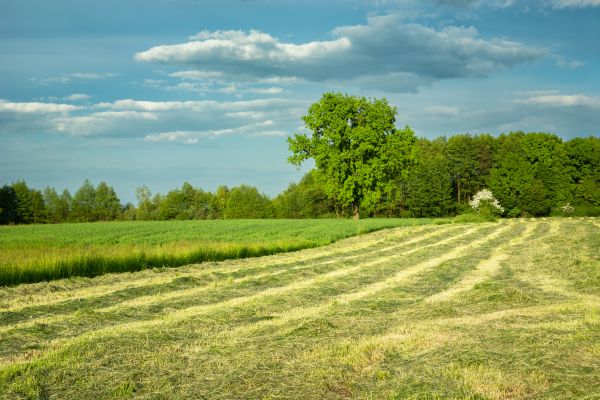 Cost of Vegetation Removal in Alpharetta