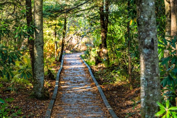 Cost of Trail Clearing in Alpharetta